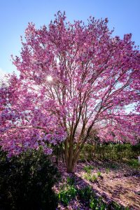 Cherry and deciduous magnolias are in full bloom in Reynolda Gardens, on the campus of Wake Forest University, Friday, March 26, 2021.