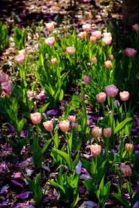 tulips in Reynolda Gardens