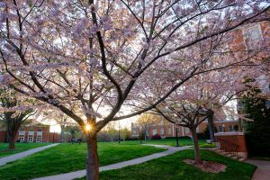 The setting sun lights up a cherry tree outside the library, on the campus of Wake Forest University, Monday, March 29, 2021.