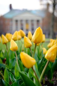 Tulips bloom on Hearn Plaza, on the campus of Wake Forest University, Thursday, April 1, 2021.