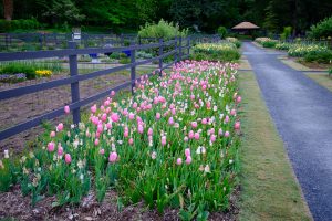 Flowers bloom in Reynolda Gardens, on the campus of Wake Forest University, Thursday, April 29, 2021.