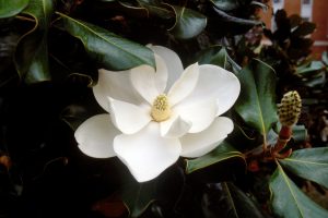 A magnolia flower on the campus of Wake Forest University. ©2000-2002 Wake Forest University Office of Creative Services. 336-758-5379. Photo by Ken Bennett.
