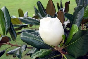 A magnolia flower on the Wake Forest University campus. ©2003 Wake Forest University Office of Creative Services. Photo by Ken Bennett.