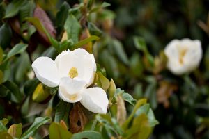 Magnolia trees bloom on Manchester Plaza on the campus of Wake Forest University on Wednesday, May 11, 2011.
