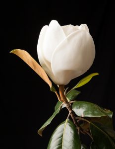 A studio photo of a magnolia blossom from a tree on the campus of Wake Forest University, Wednesday, June 12, 2013.