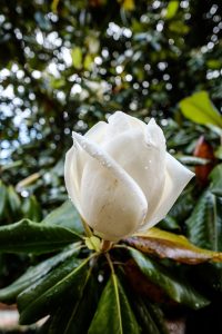 A magnolia tree blooms on Manchester Plaza on the campus of Wake Forest University on Monday, May 22, 2017.