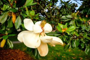Magnolia trees bloom in early summer on Manchester Plaza, on the campus of Wake Forest University, Wednesday, May 26, 2021.