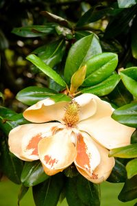 Magnolia trees bloom in early summer on Manchester Plaza, on the campus of Wake Forest University, Wednesday, May 26, 2021.