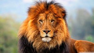 photo of a gorgeous male lion with full mane