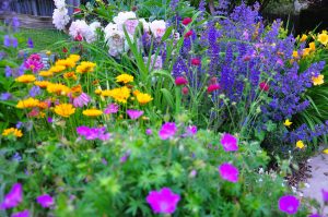 a beautiful garden with perennial flowers