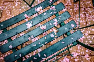 Petals from a cherry tree cover outdoor seating areas on the Wake Forest campus on Thursday, April 16, 2015.