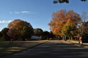 Fall trees near Davis Field. Images from David Friedman, emeritus professor living on Faculty Drive