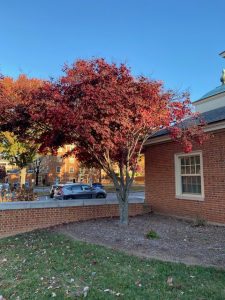 Reddish tree near Davis Hall