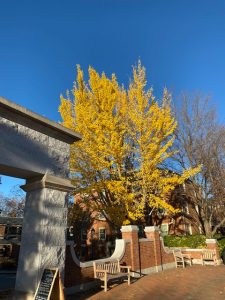Beautiful yellow tree on the Quad by the arch