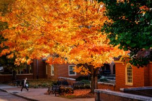 Wake Forest students walk to class past a maple tree blazing with fall color, on the campus of Wake Forest University on Tuesday, November 9, 2021.