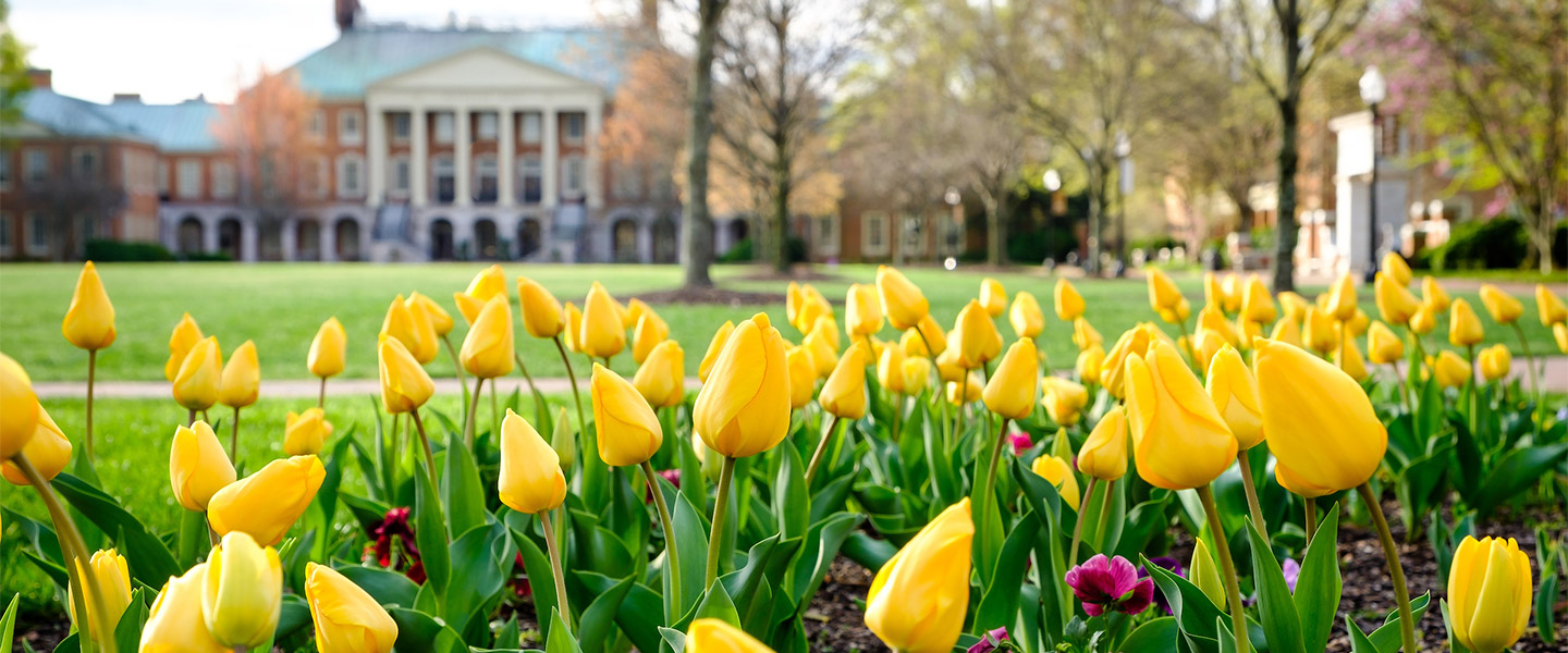 Tulips bloom on Hearn Plaza, on the campus of Wake Forest University