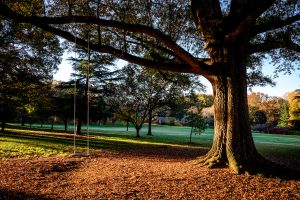 One of the swings on Davis Field is framed by fall color on the Wake Forest campus on Friday, October 30, 2015.