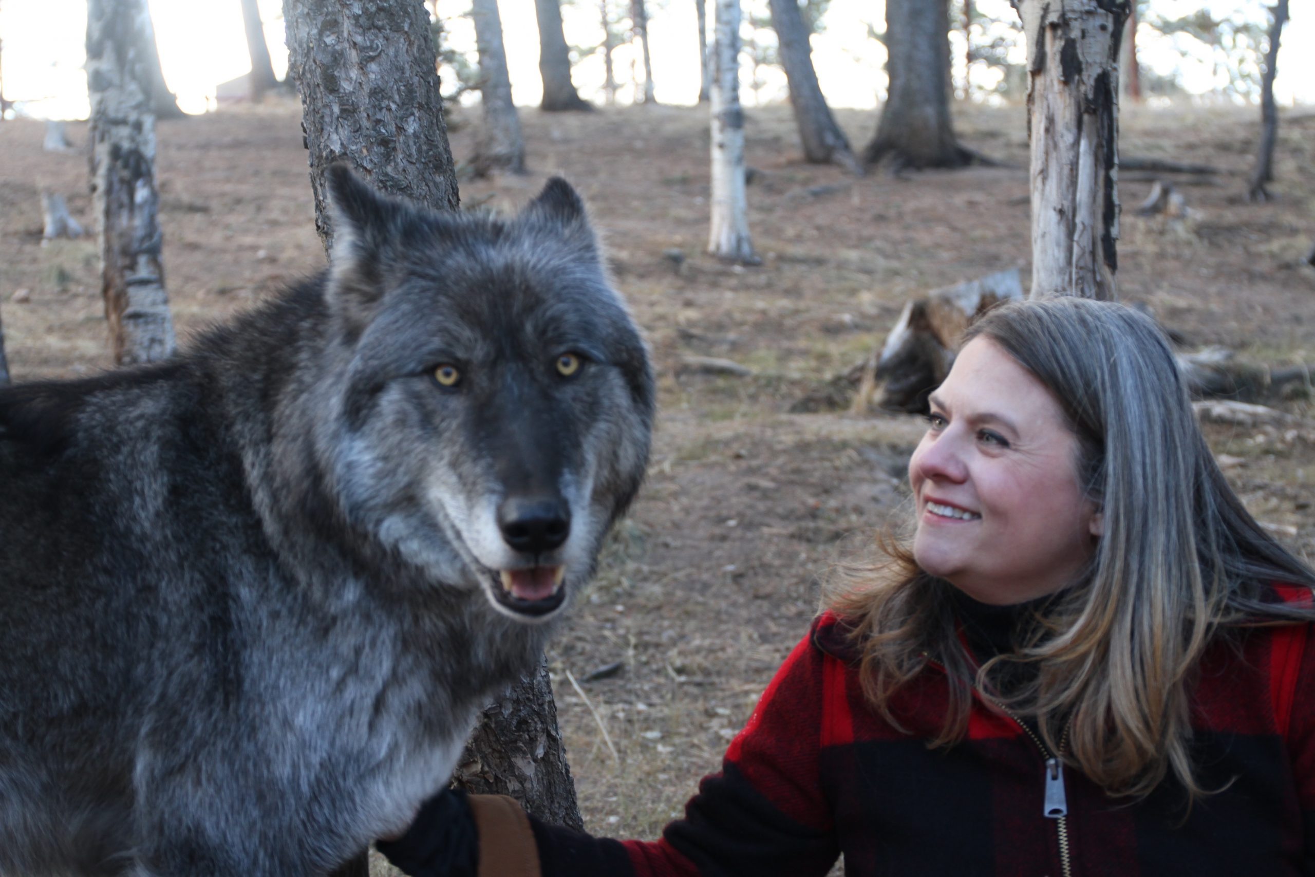 Keyni, a wolf at the Colorado Wolf and Wildlife preserve