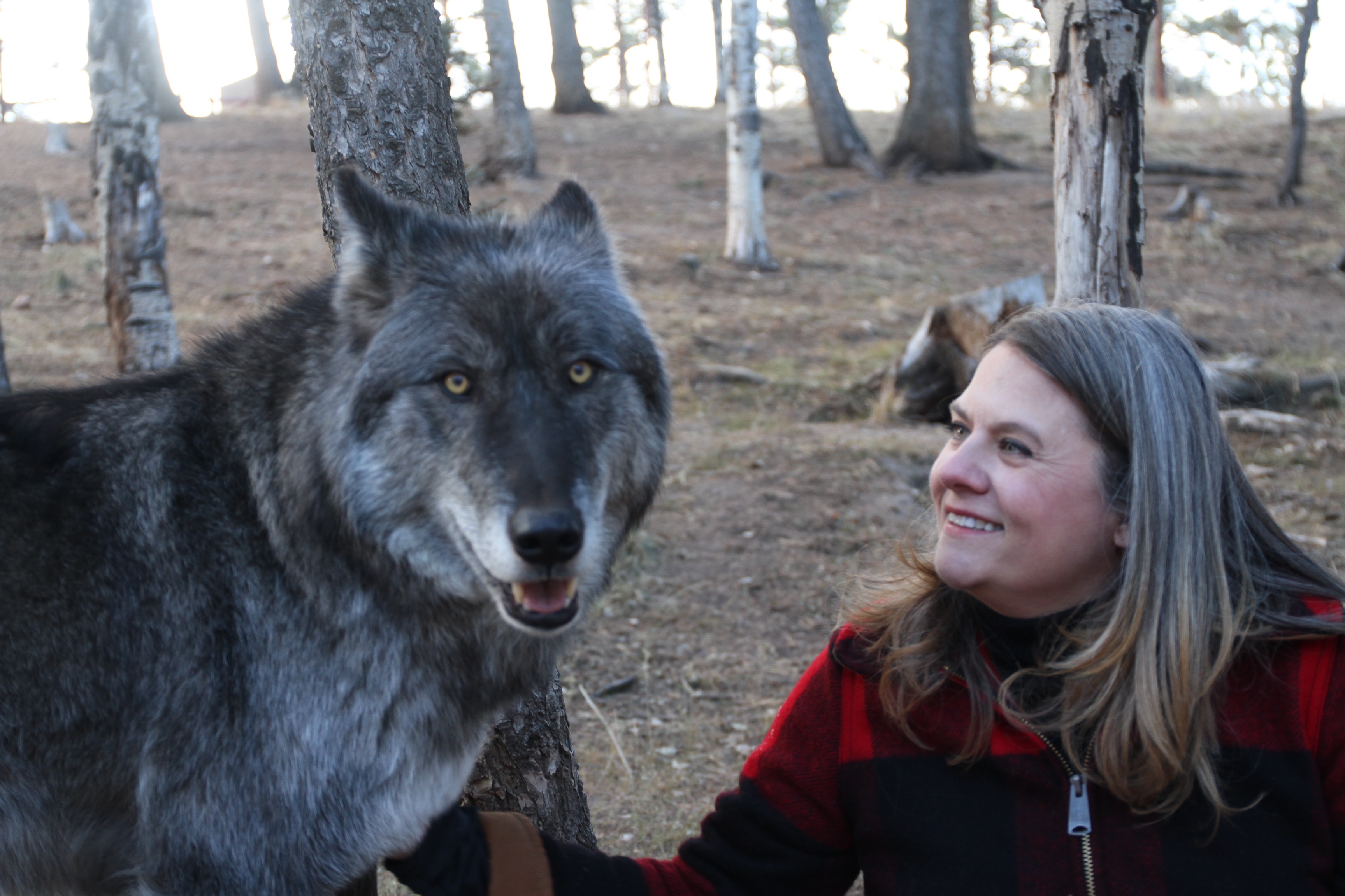 Keyni, a wolf at the Colorado Wolf and Wildlife preserve