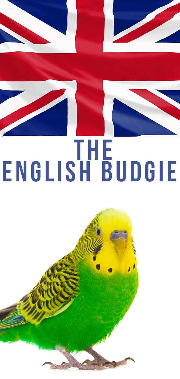 An English Budgie (bird)