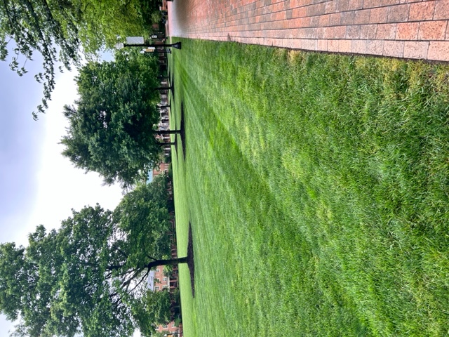 Quad grass - nice and thick. just the way I like it!
