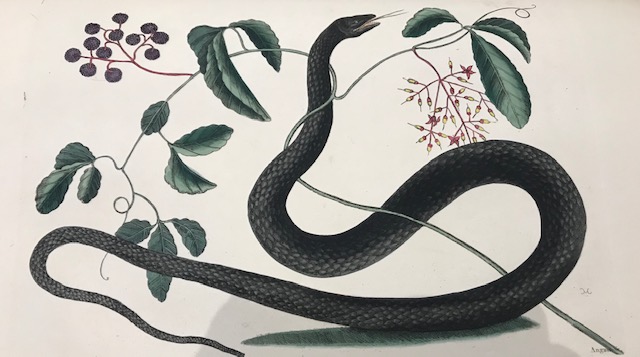 A large black snake painting in a naturalist book in ZSR Special Collections