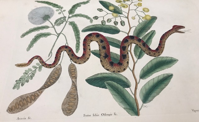 Gorgeous illustration of a snake among leaves in a naturalist book in ZSR Special Collections