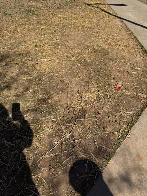 Hay to help the grass seed stay put