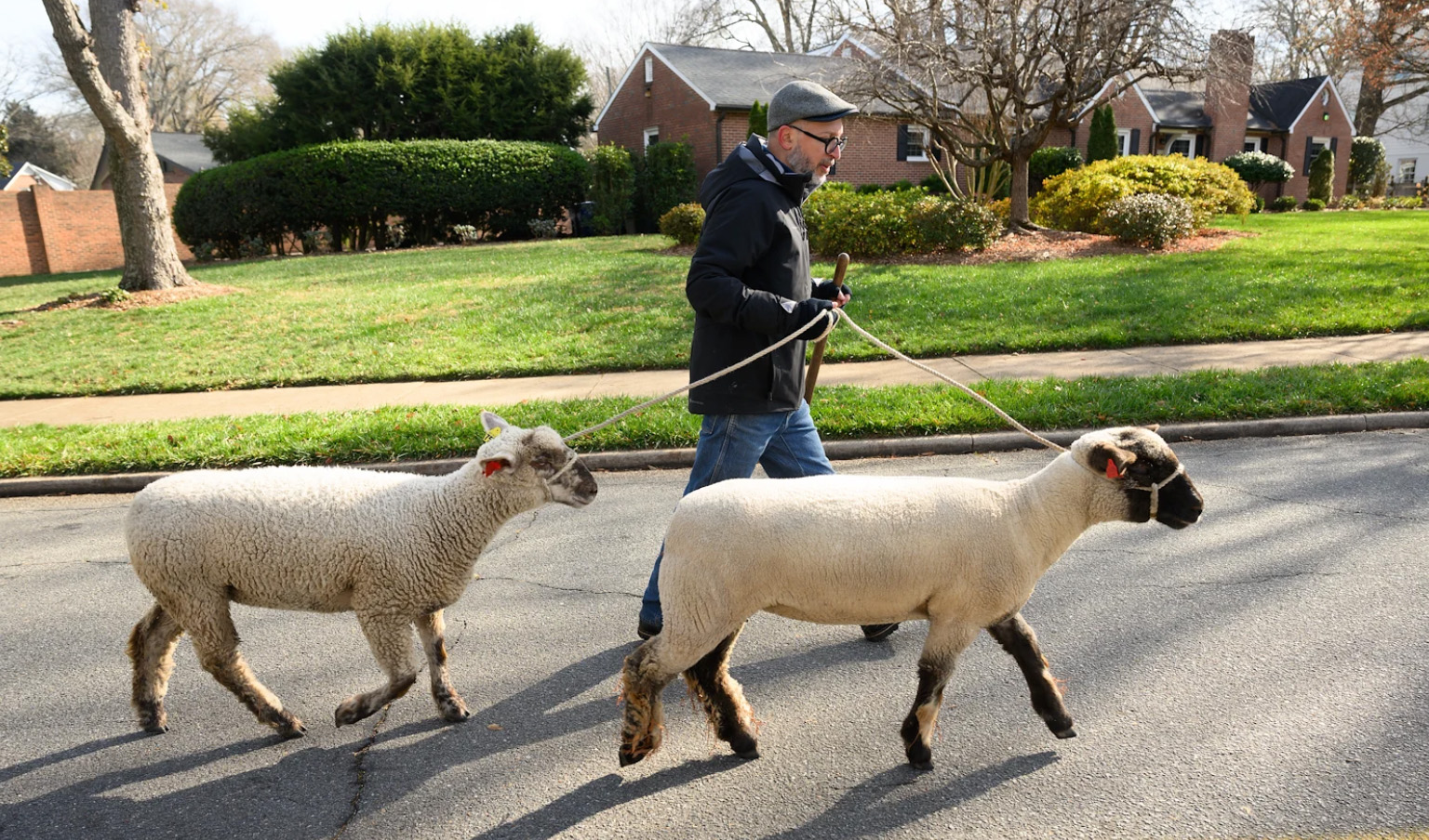 Seeking Pasture: art faculty member walks sheep for social art project