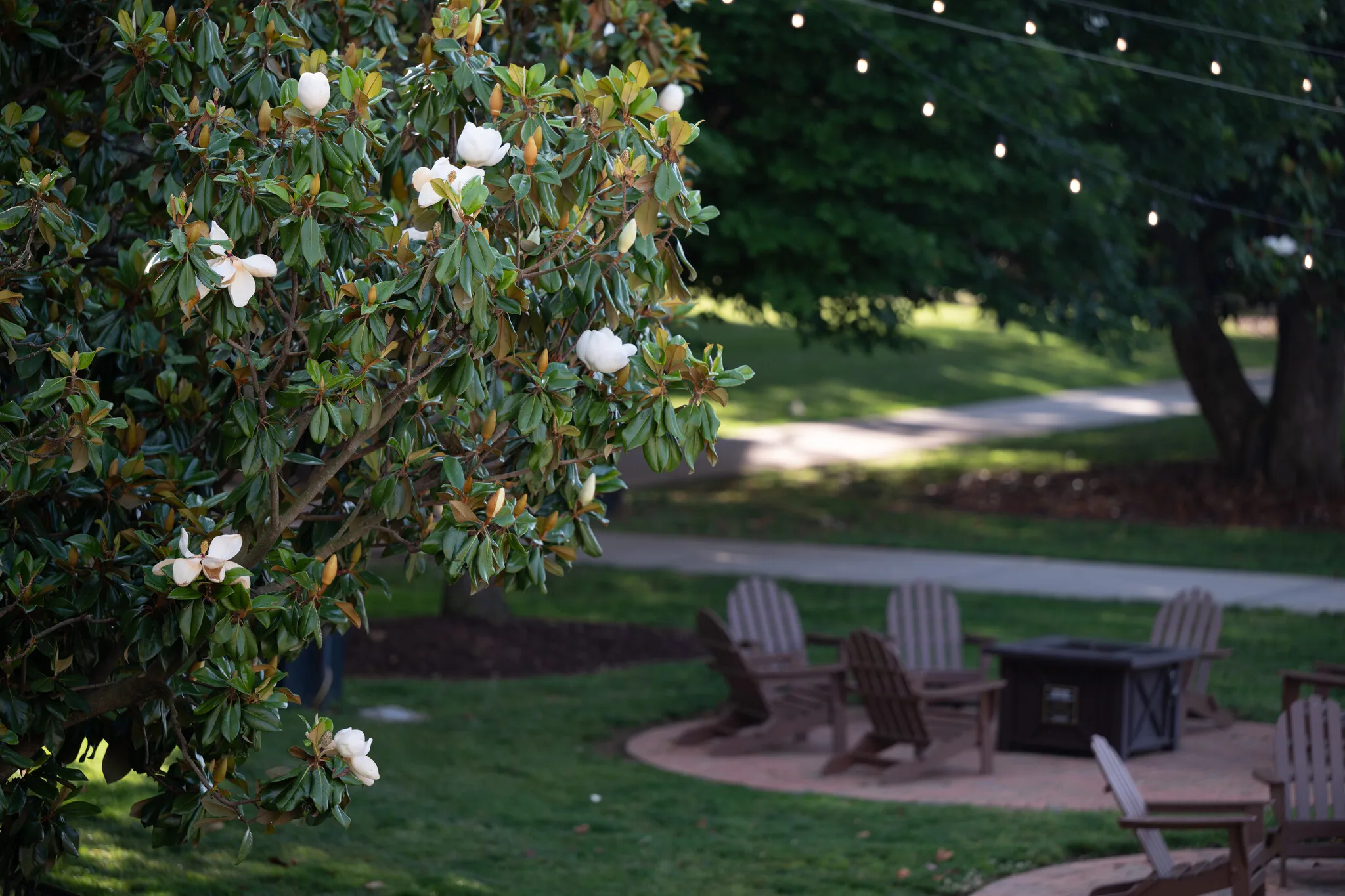 Wake Forest University Magnolia trees bloom during the summer sun on Thursday, May 28th, 2026.
