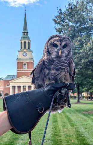 A real owl at CLASS Cafe
