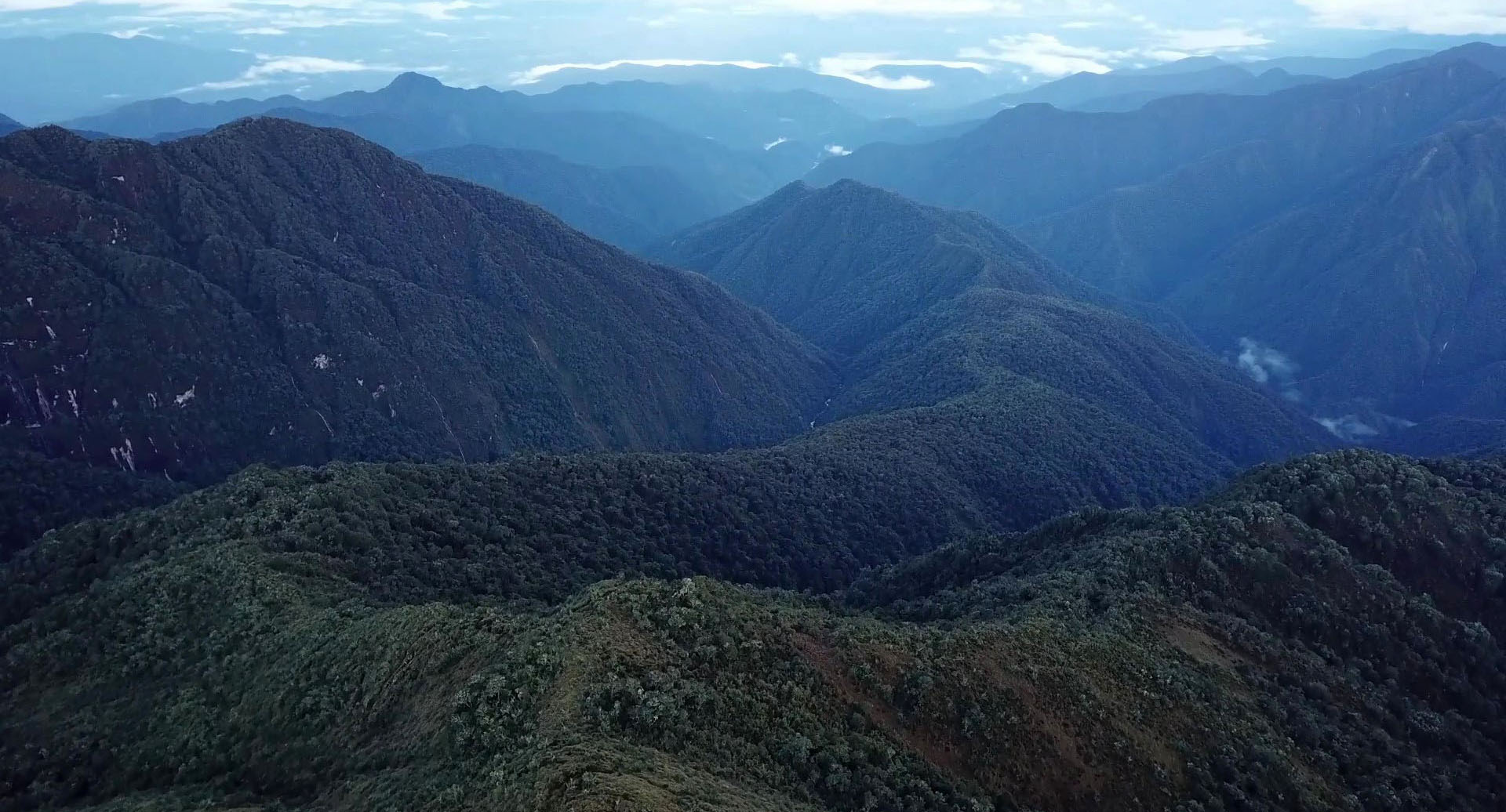 Can Amazon and Andean Trees Move to Survive Climate Change?