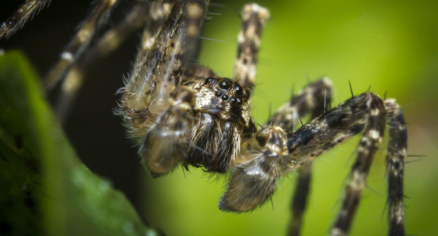 Hold the Mustard: What Makes Spiders Fussy Eaters?