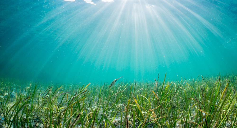 When Marine Algae Get Sick: How Viruses Shape Microbe Interactions