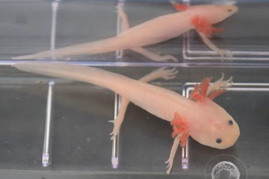 For regrowing human limbs, this salamander gene could hold the key