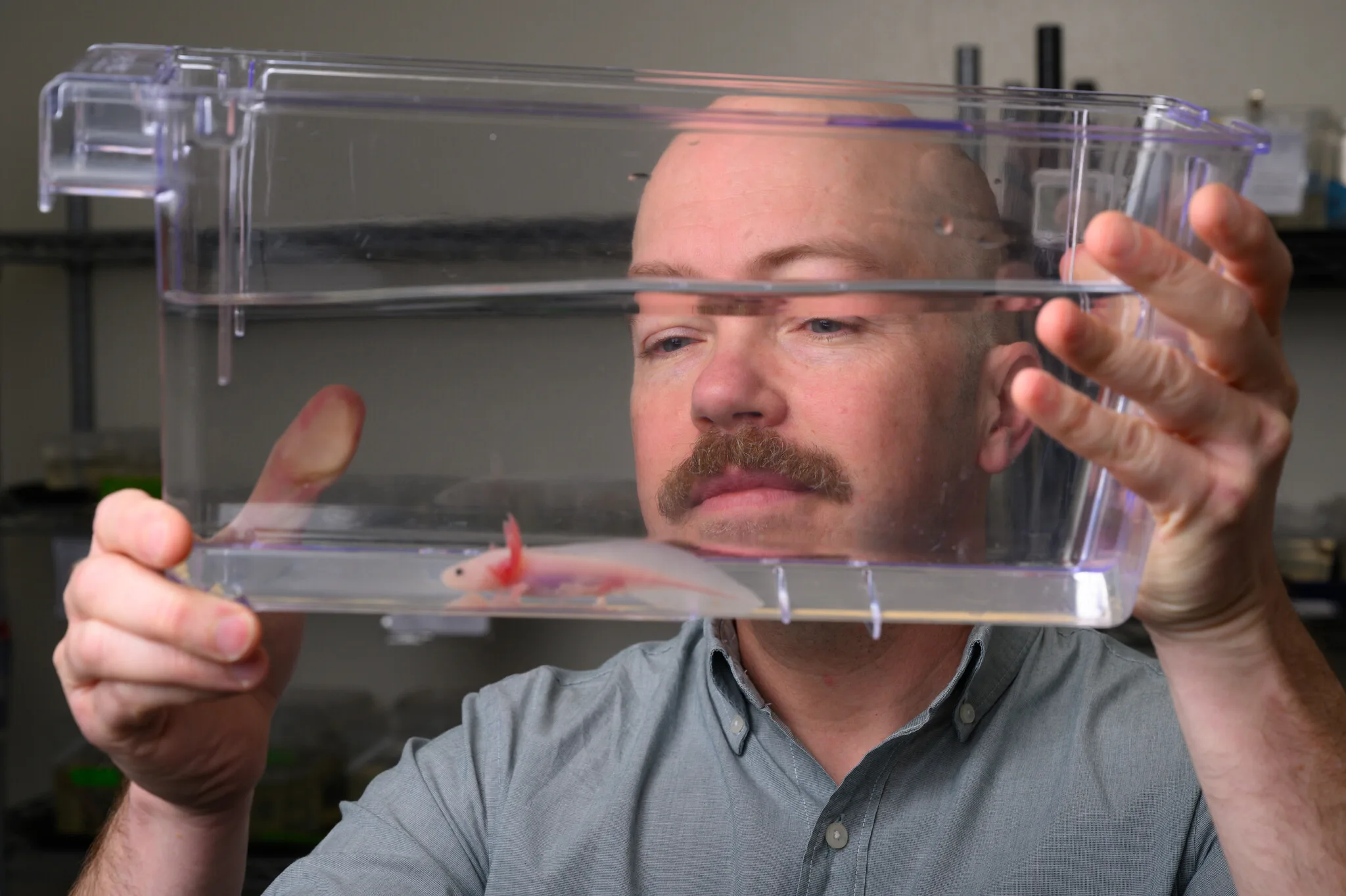 These salamanders may hold the key to human tissue and limb regeneration