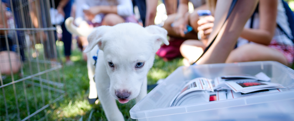 Puppy