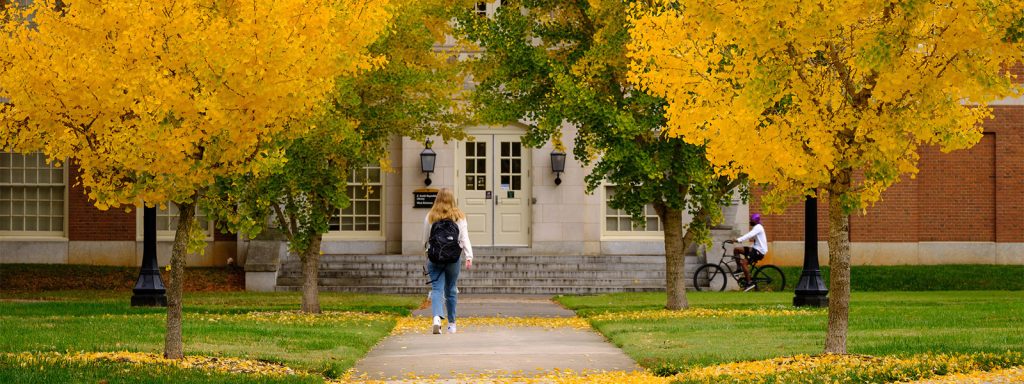 Wake Forest students walk through a tunnel of bright yellow gingko trees on their way to the library