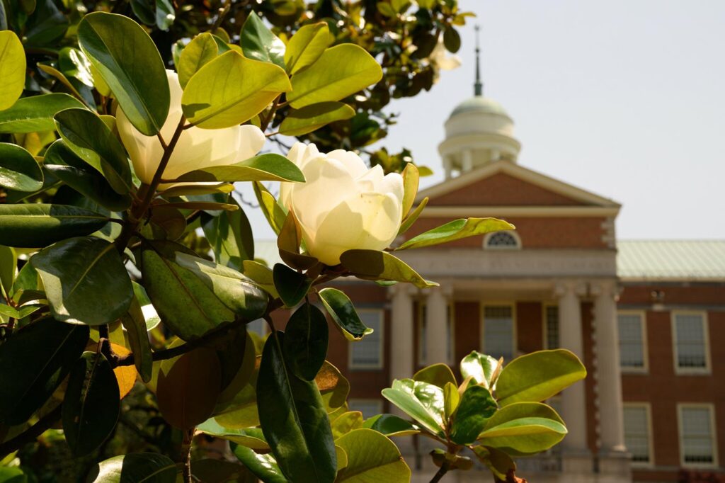 Magnolias frame the ZSR Library on the Wake Forest University campus.