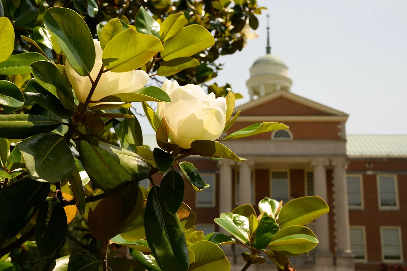 Magnolias frame the ZSR Library on the Wake Forest University campus.