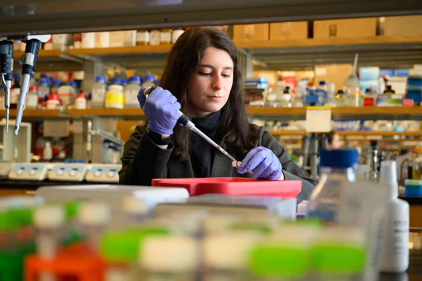 A student works on a research project on the epithelial and mesenchymal signaling control of axolotl limb regeneration.