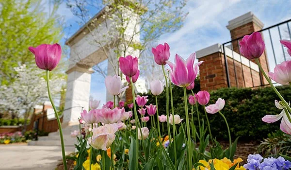 Spring flowers bloom outside the Arch that leads to Hearn Plaza