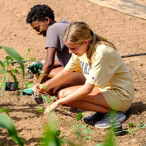 Wake Forest first year students in the SPARC pre-orientation group work in the campus garden.