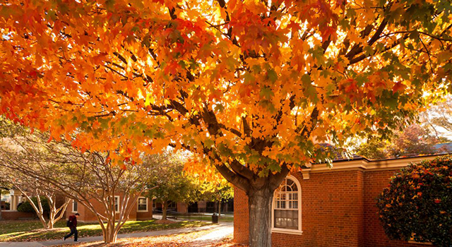 bright orange tree during fall