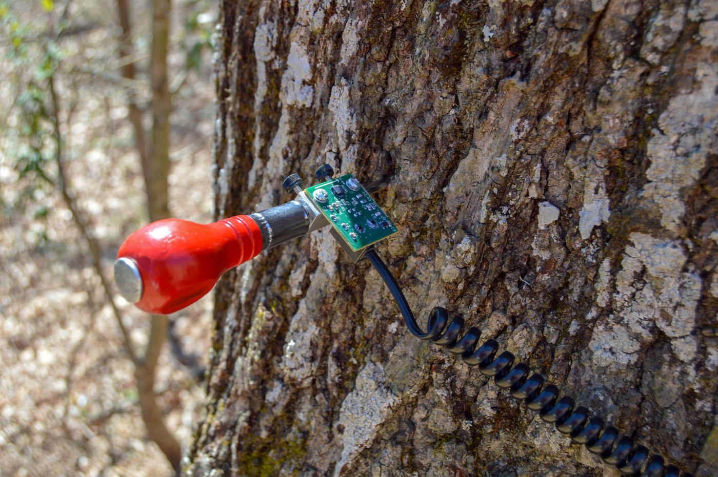 The Tree Doctor Is In Facilities & Campus Services