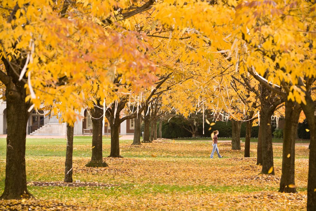 Wake Forest students walk across Hearn Plaza in a late fall blizzard of yellow leaves on Tuesday, November 13, 2007.