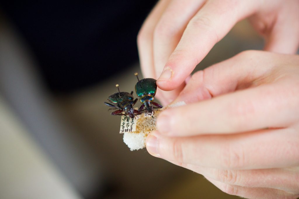 A pair of hands hold two tiny beetles as part of a research project on forest ecosystems.