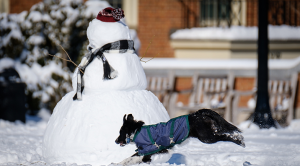 A dog frolics in the snow on WFU campus