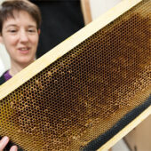 Reynolds Professor Susan Fahrbach, who has been studying bees for two decades, warns that local shortages of honey might foretell a long-term global decline of bees.