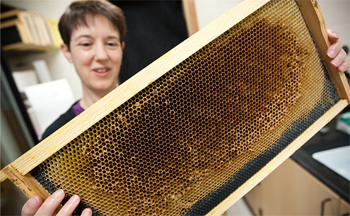 Reynolds Professor Susan Fahrbach, who has been studying bees for two decades, warns that local shortages of honey might foretell a long-term global decline of bees.